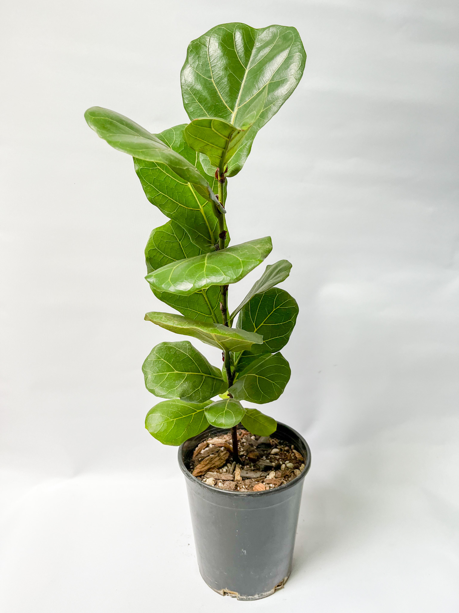 Ficus Lyrata Bambino