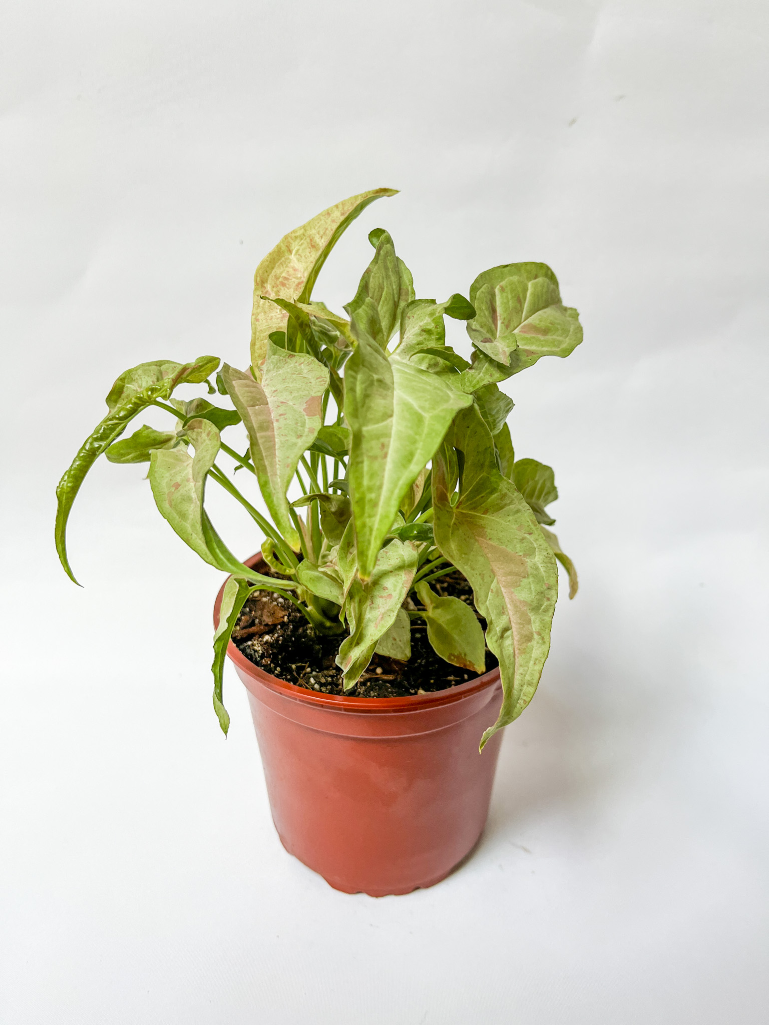 Syngonium Confetti