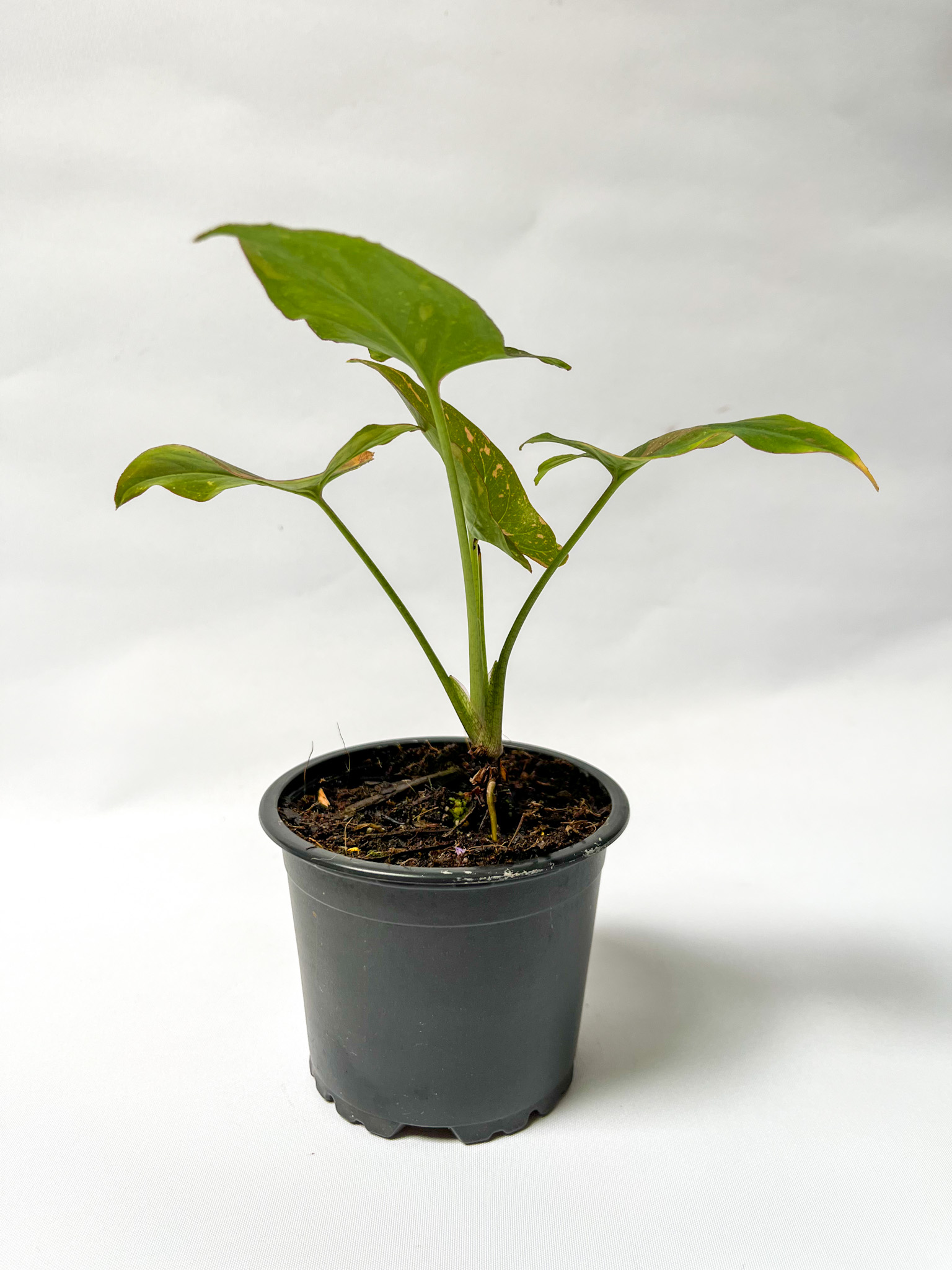 Syngonium Pink Splash