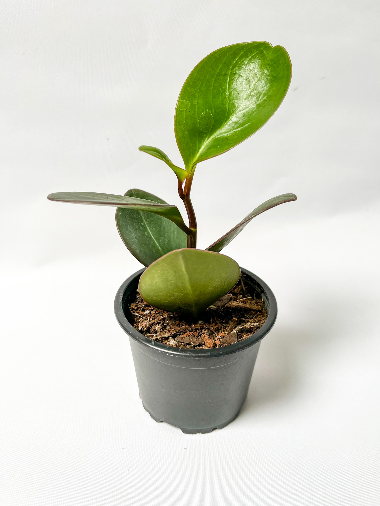 Peperomia Obtusifolia Red Edge