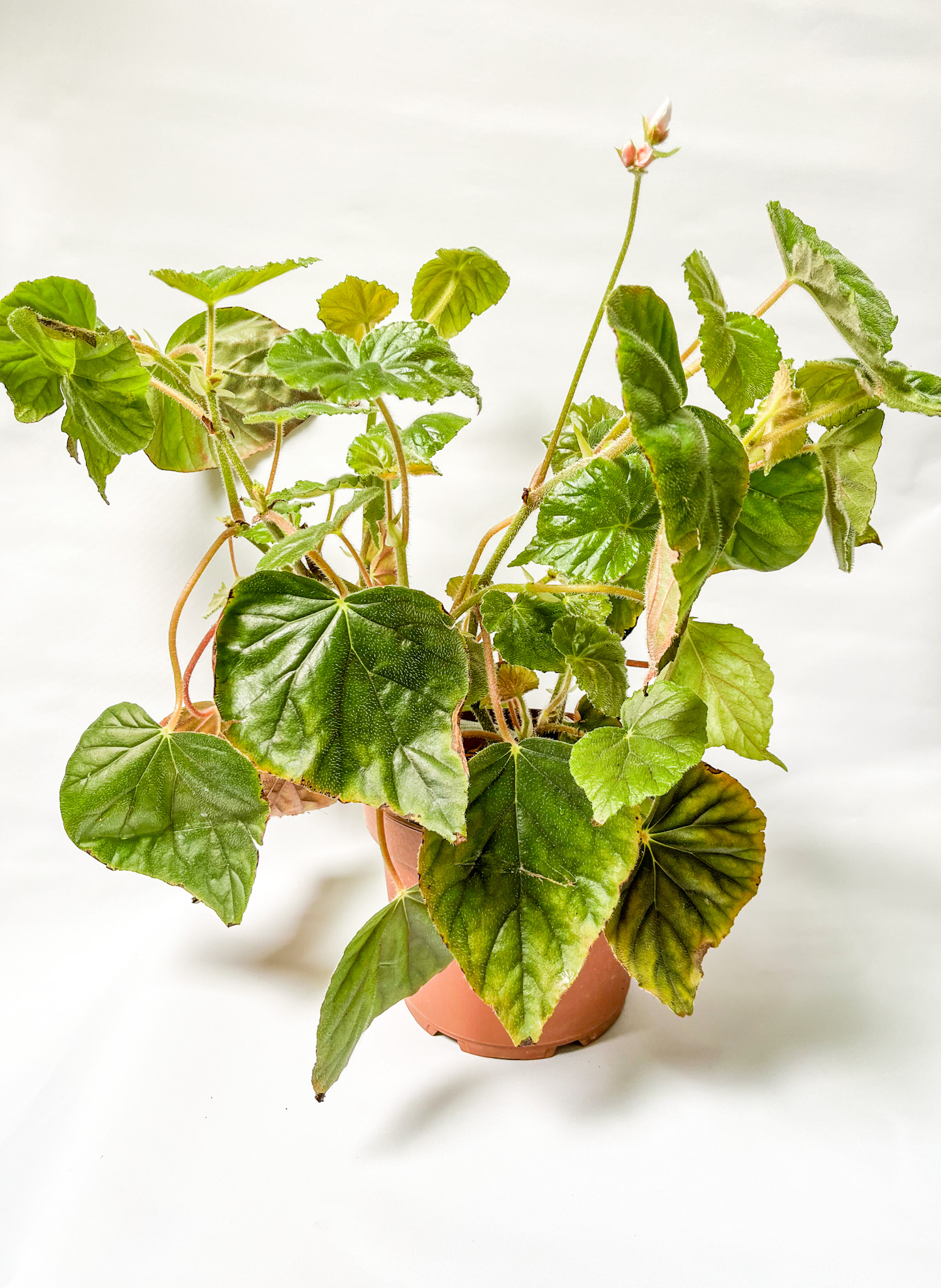 Begonia Credneri