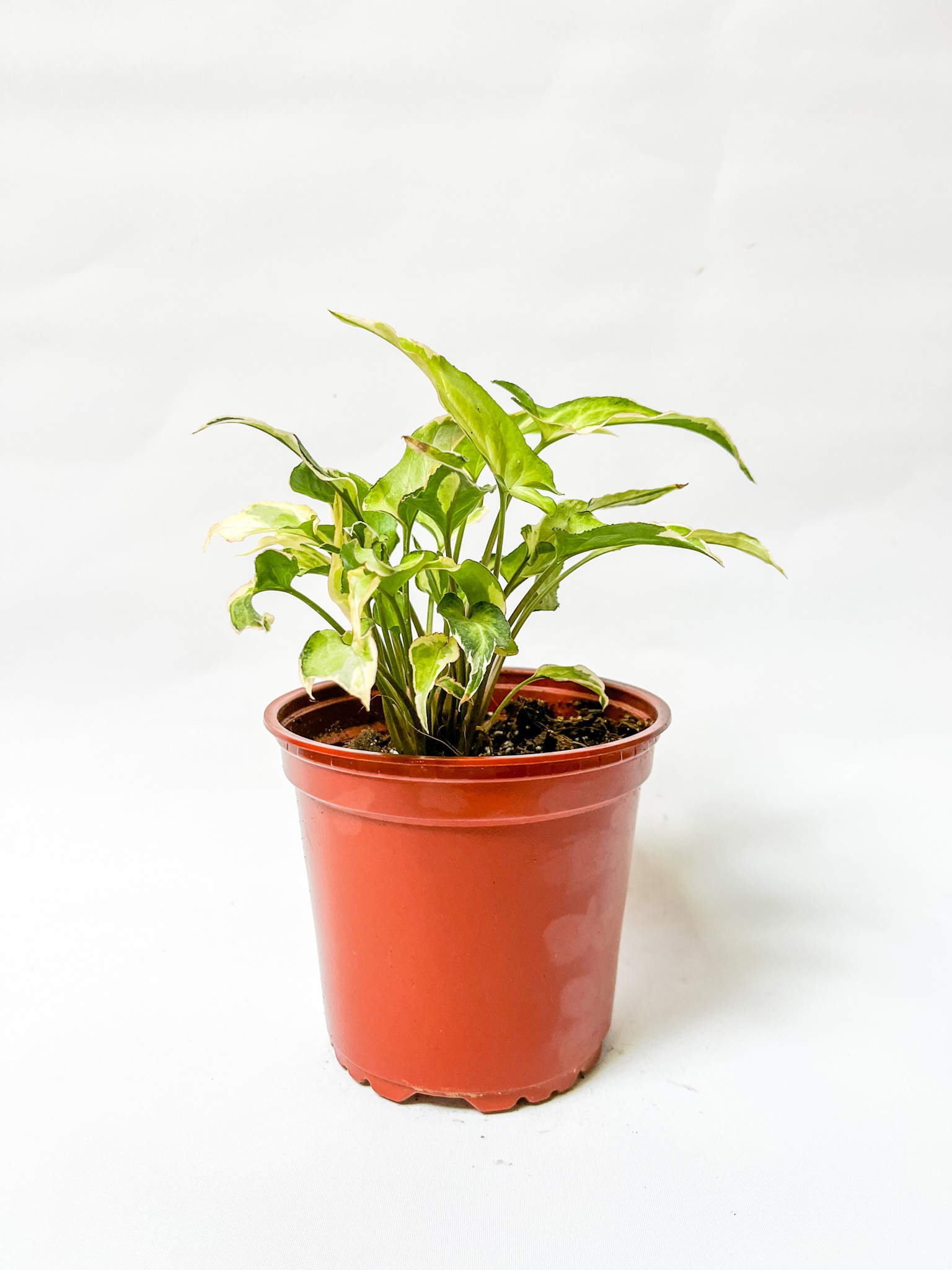 Syngonium Starlite