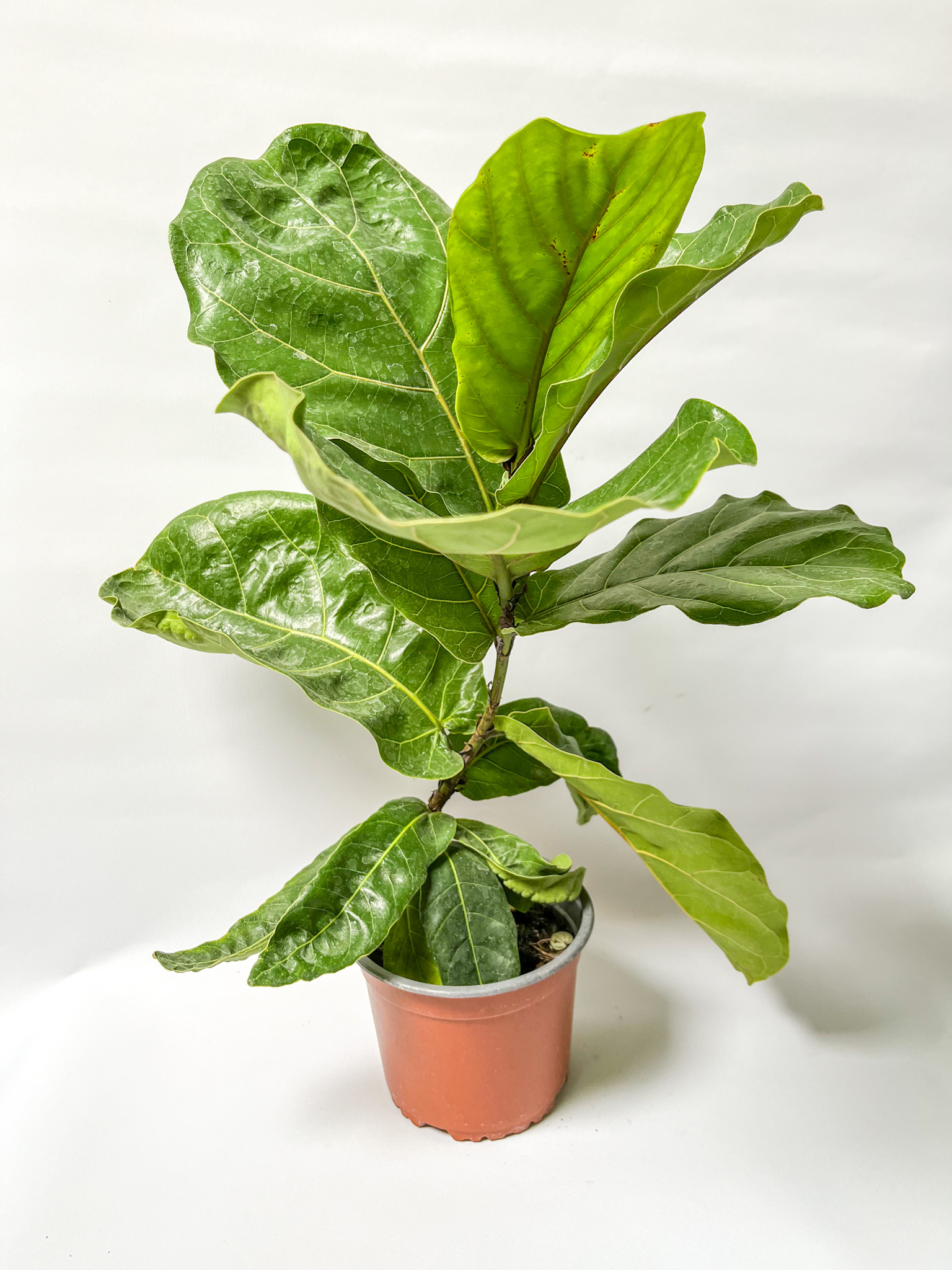 Ficus Lyrata
