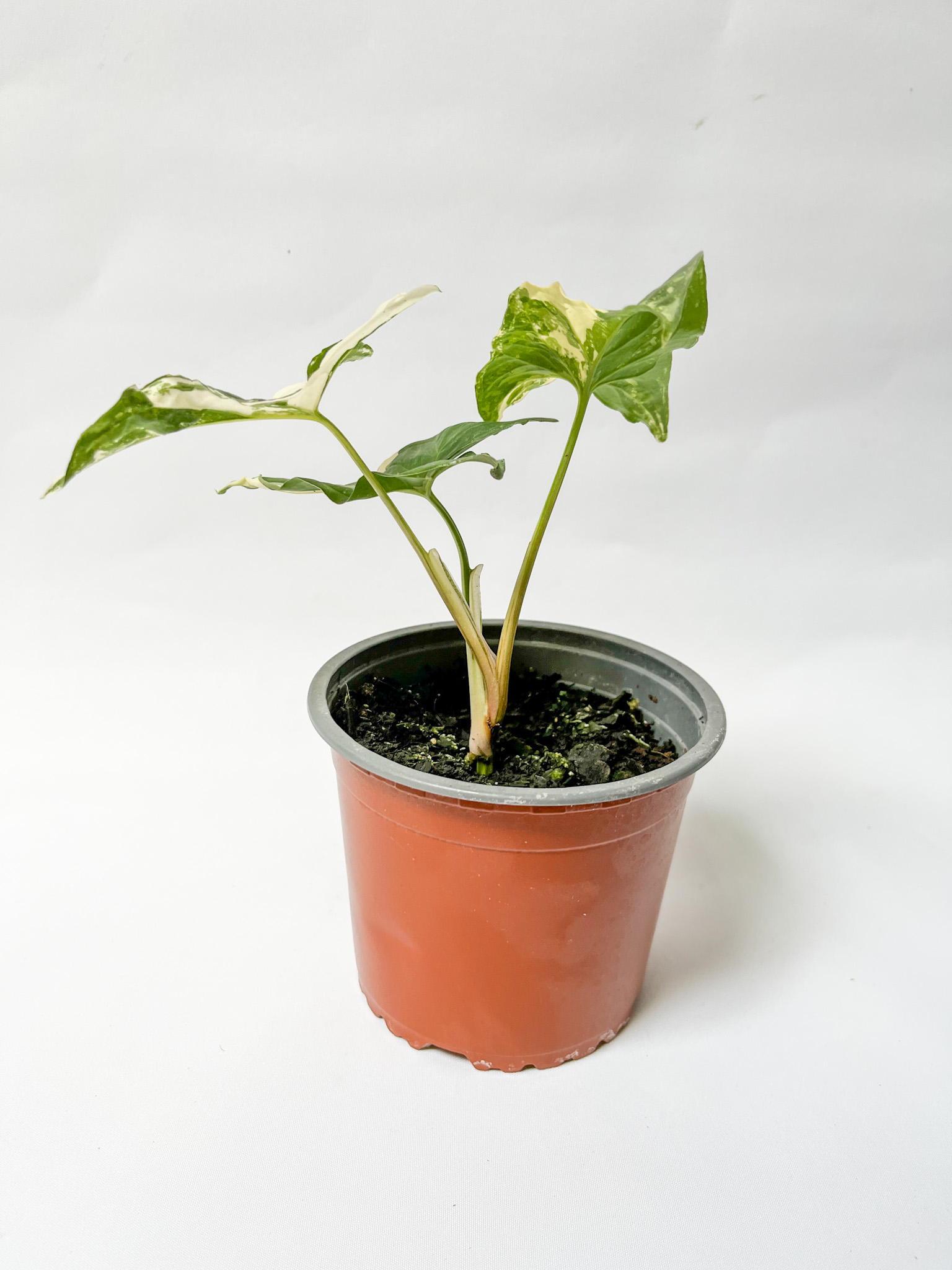 Syngonium Variegado
