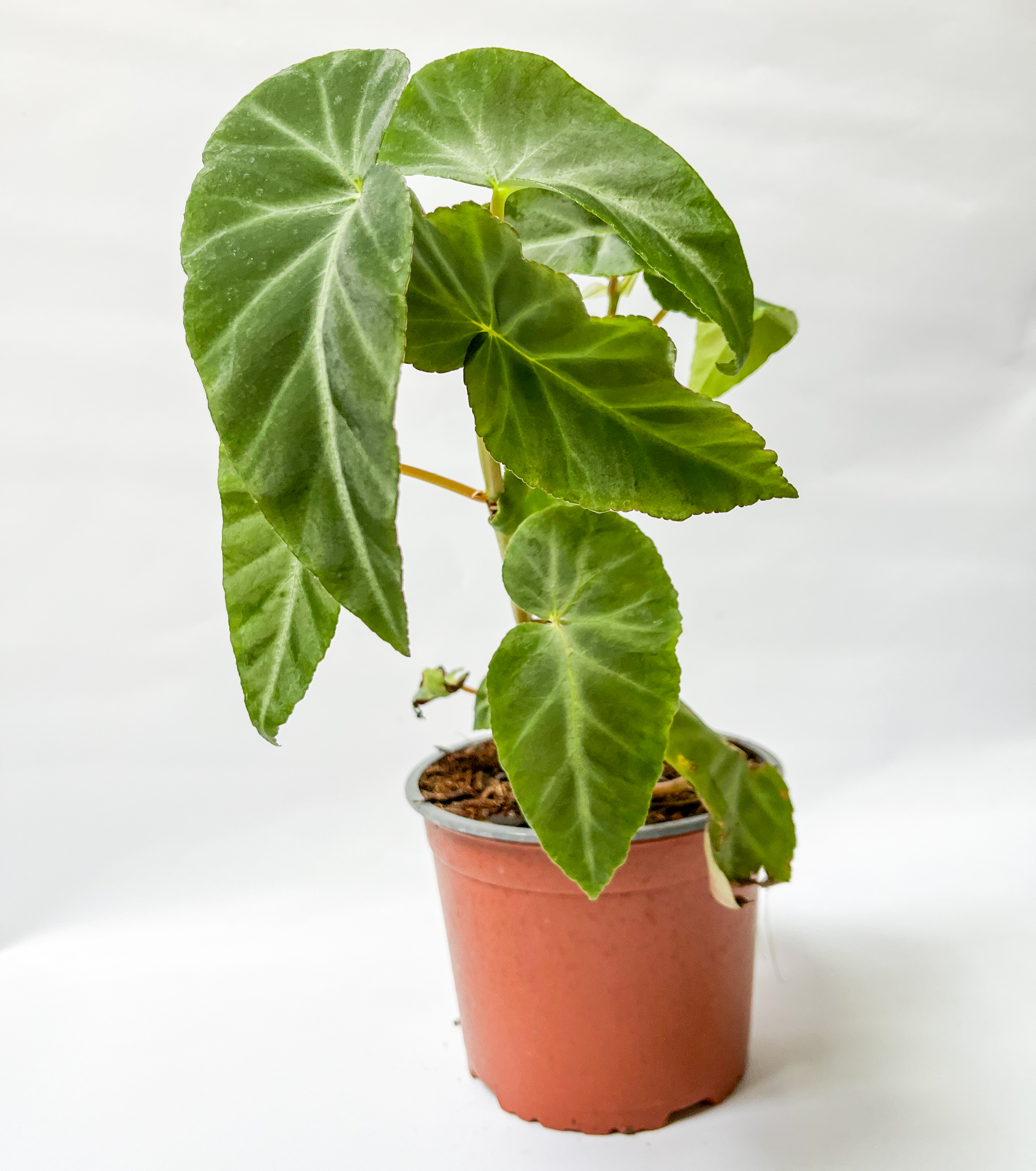 Begonia Angularis