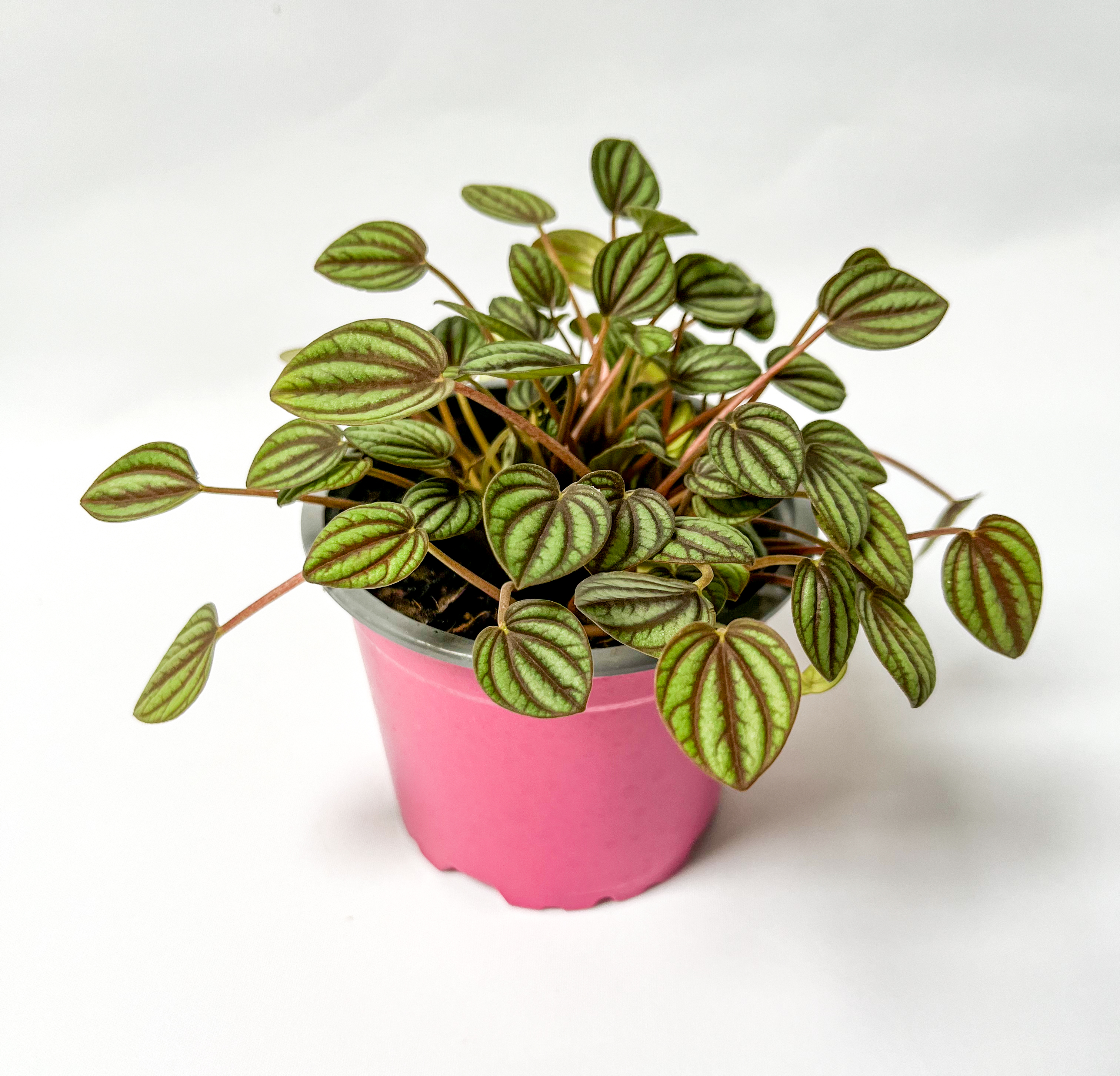 Peperomia Piccolo