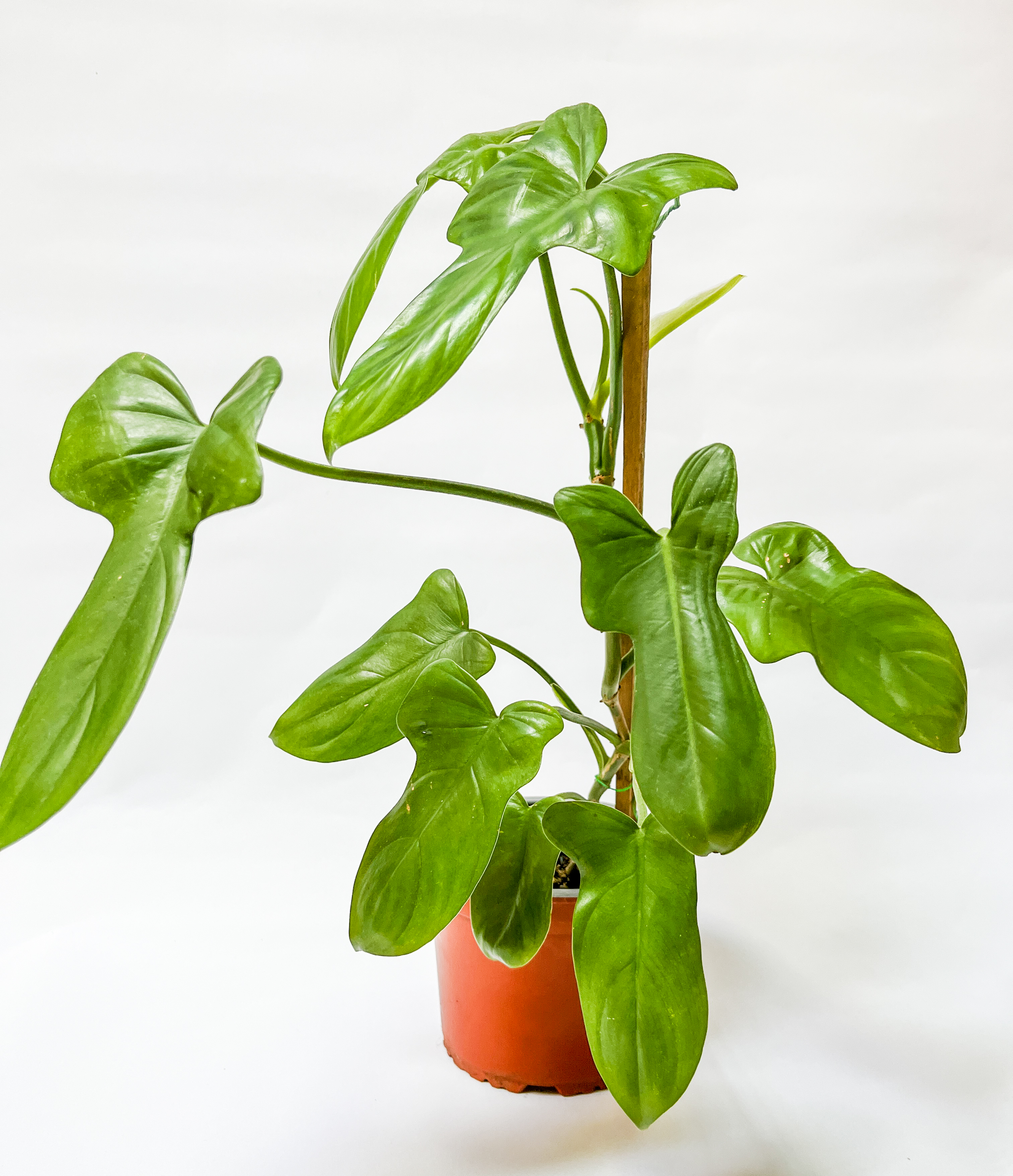 Philodendron Panduriforme