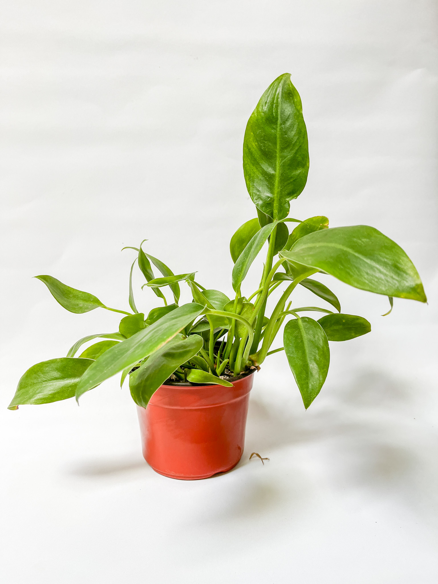 Philodendron Longifolio Enano