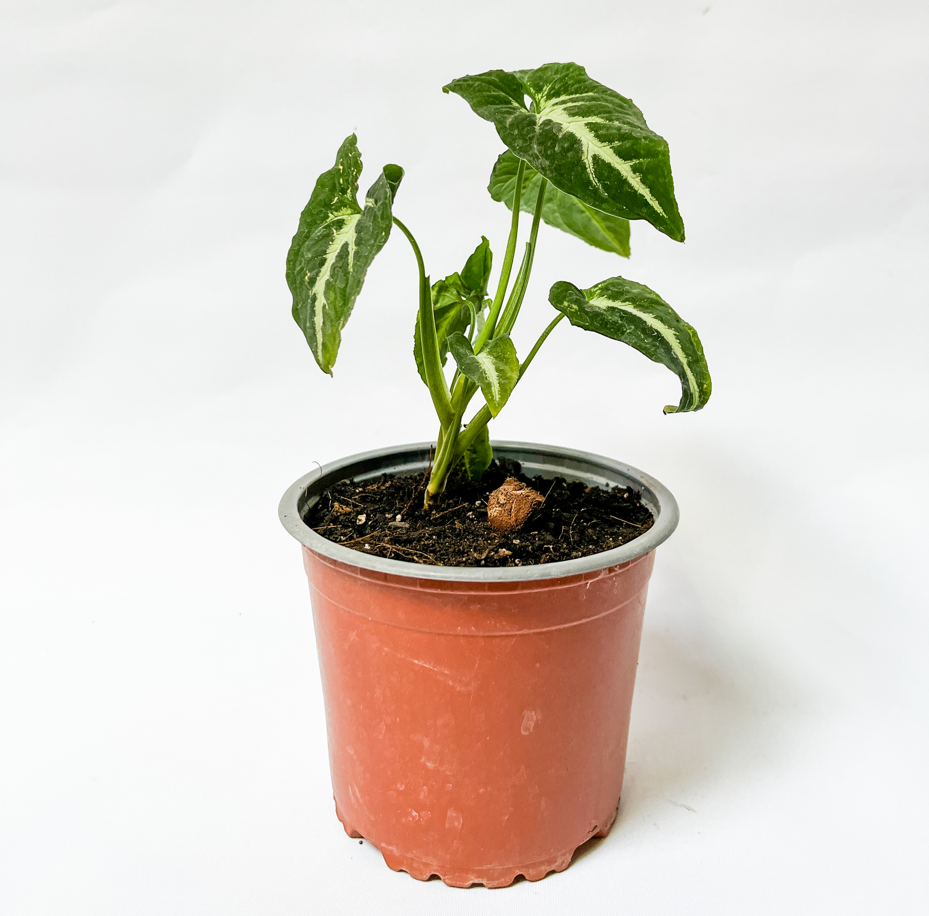 Syngonium Wendlandii