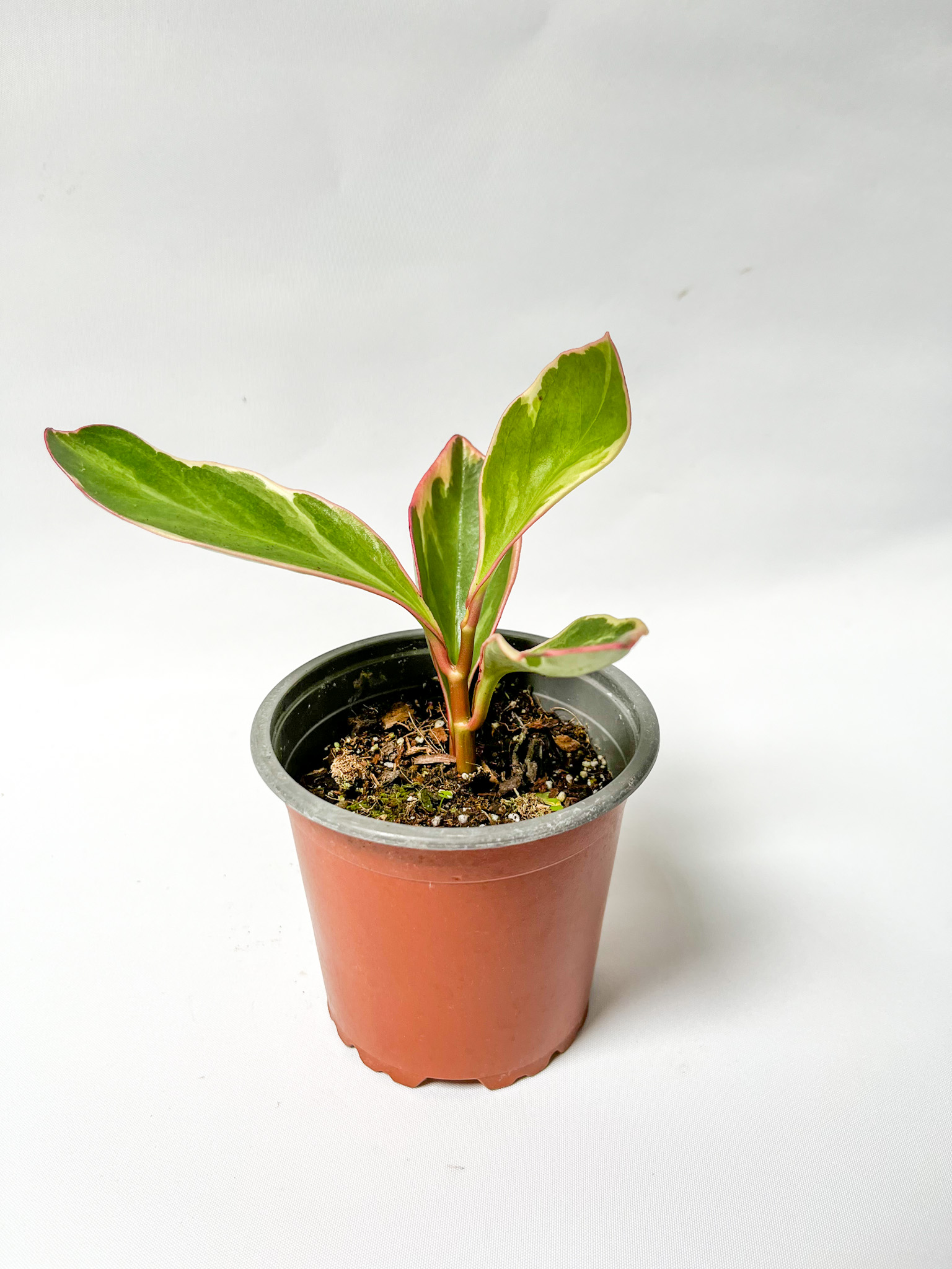 Peperomia obtusifolia
