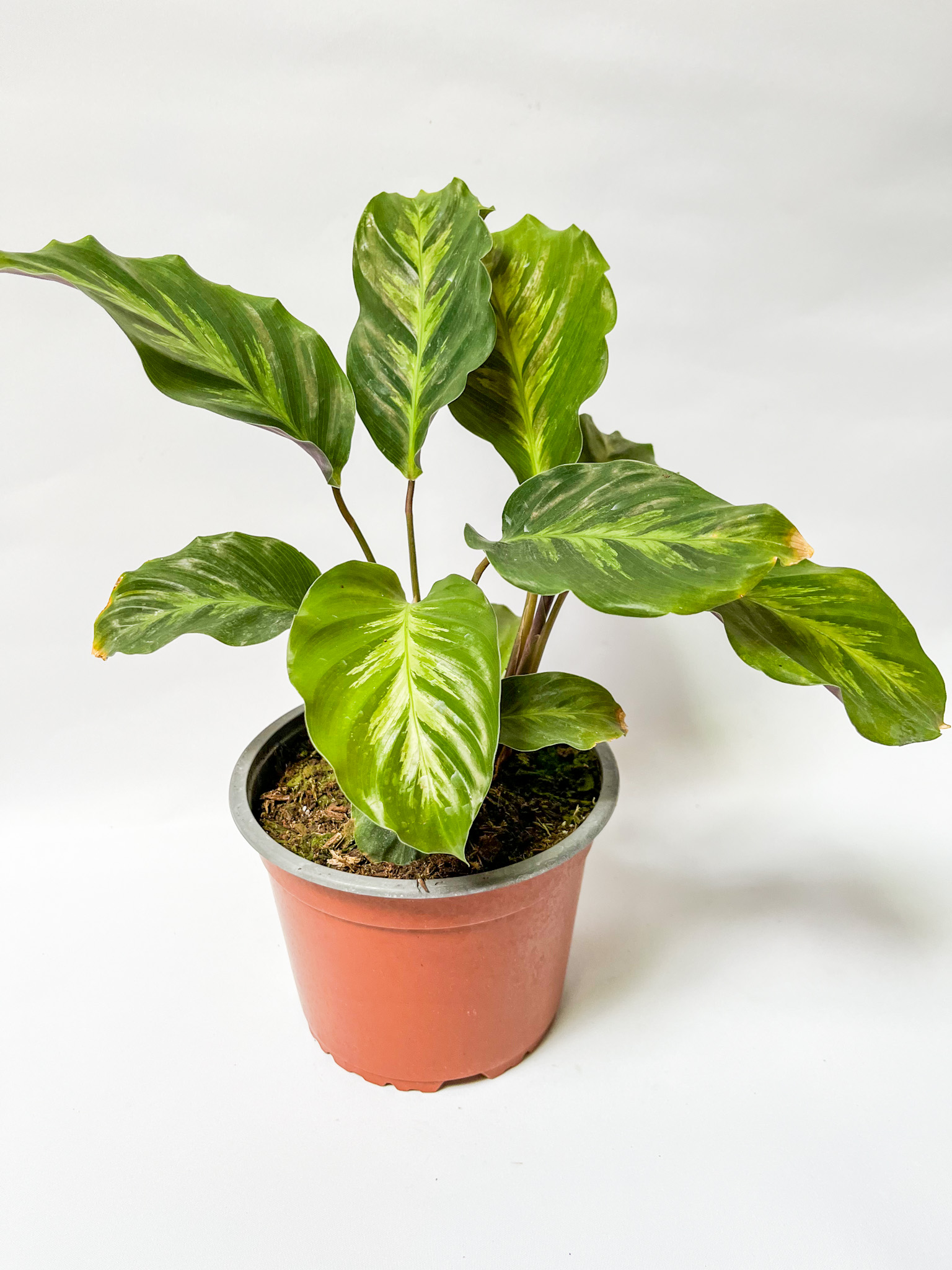 Calathea Lousiae
