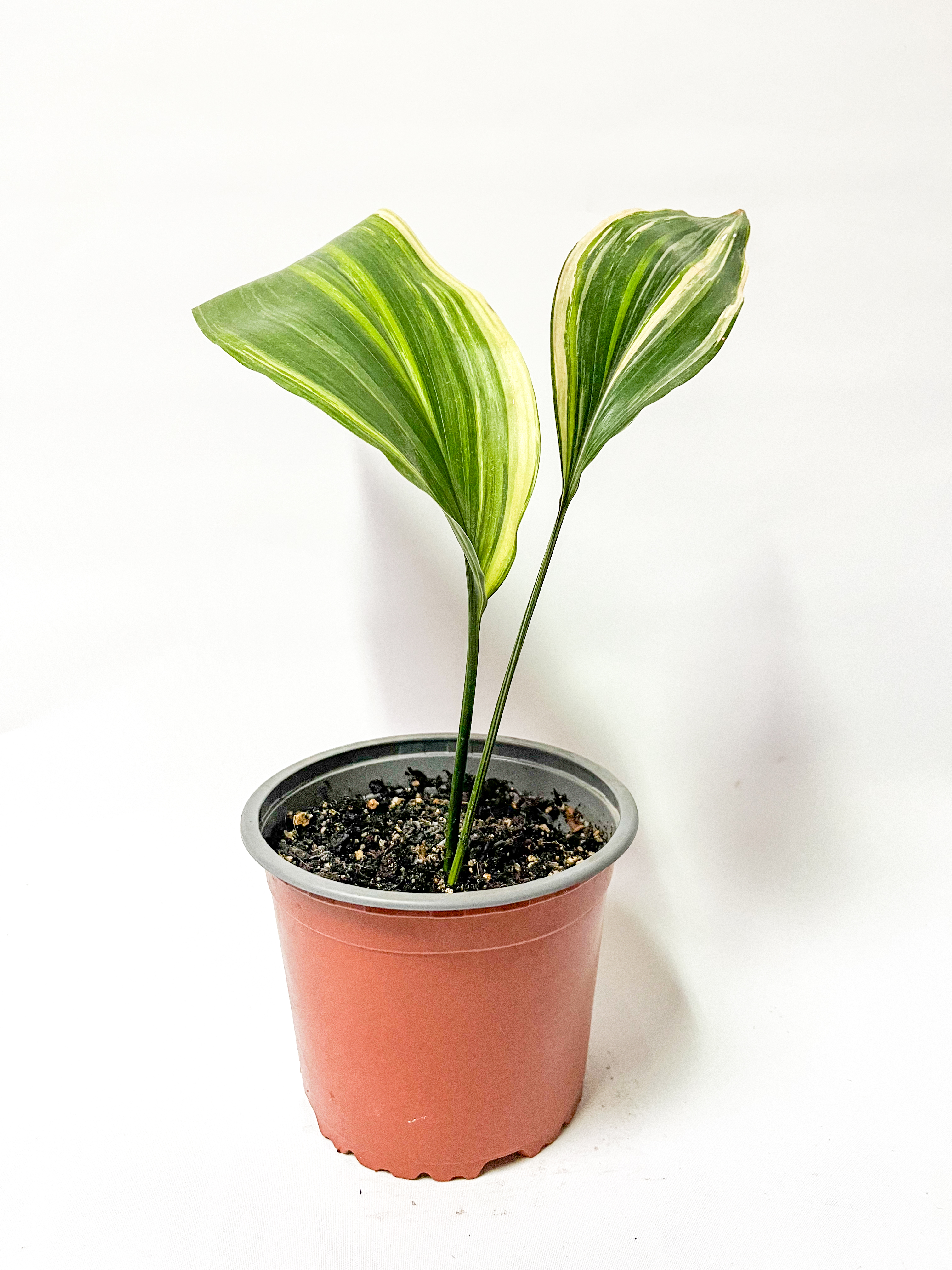 Aspidistra Variegada