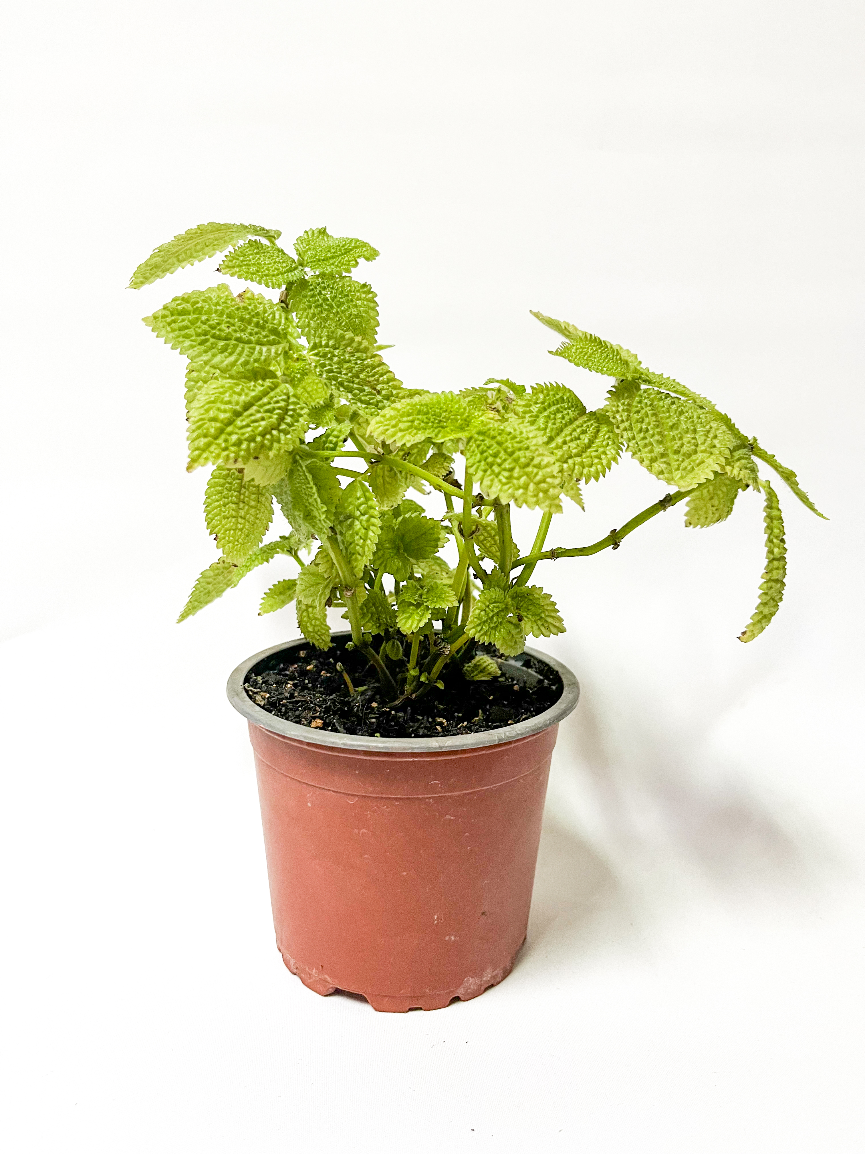 Pilea Mollys