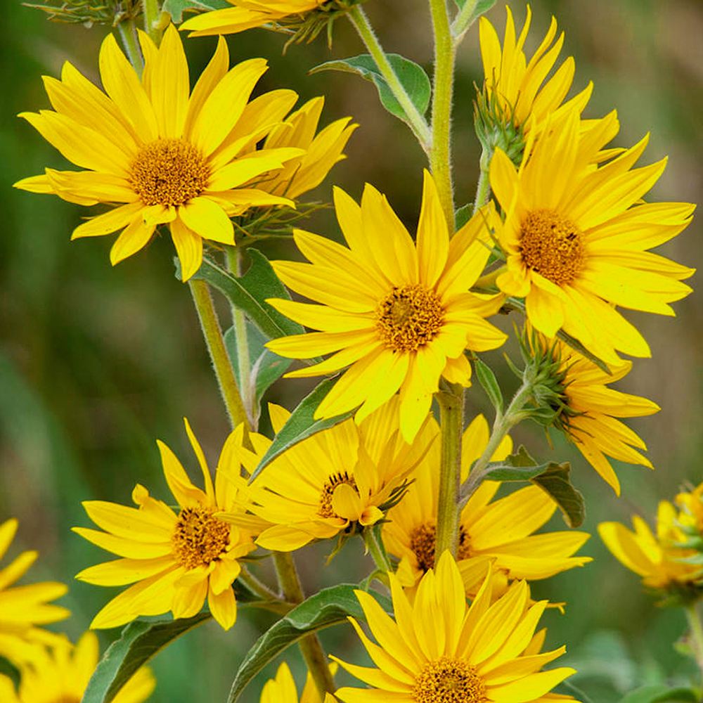 Semillas De Flores