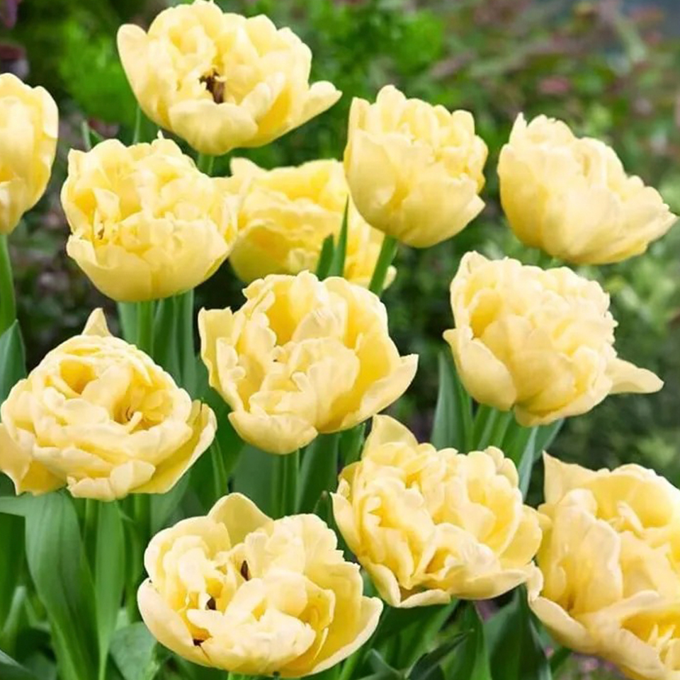 Tulipán Avant Garde