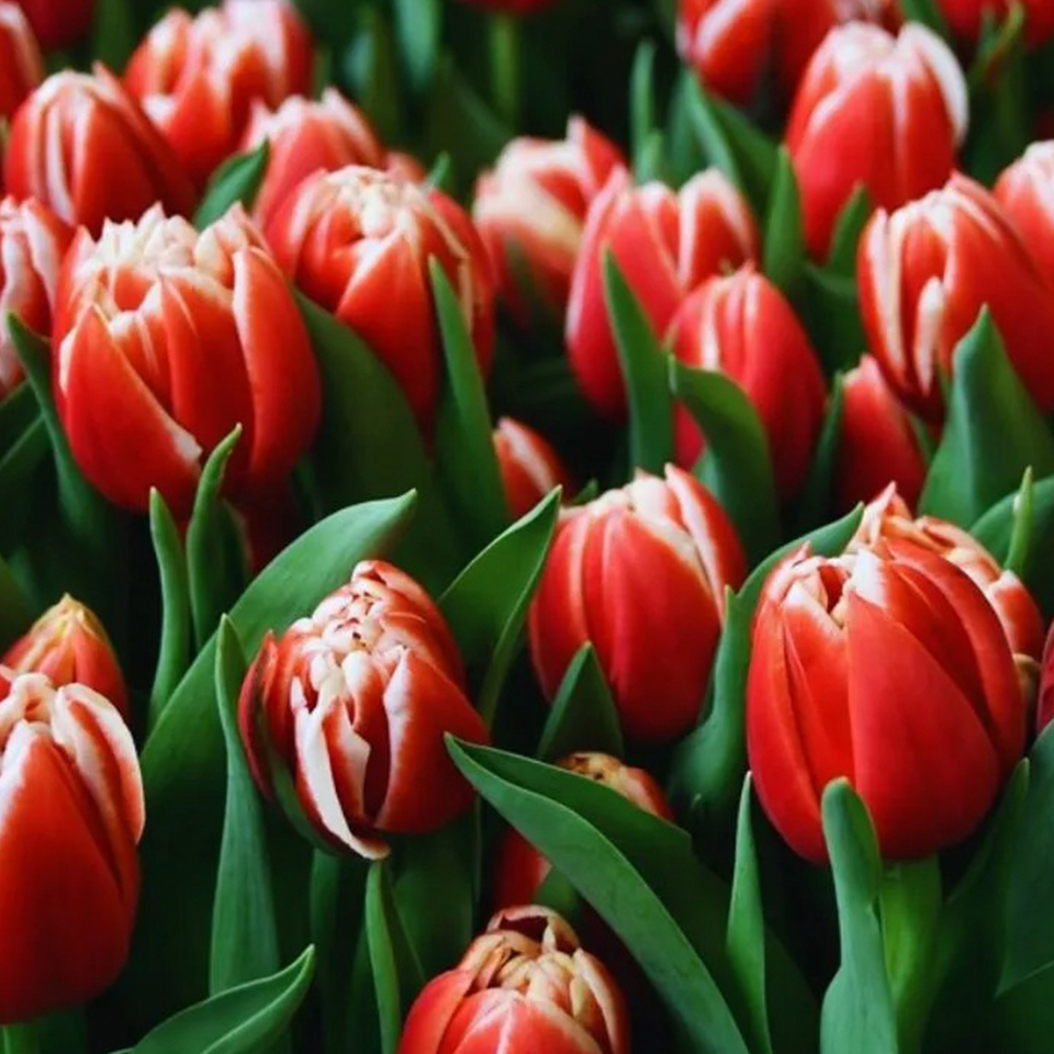 Tulipán Concorde