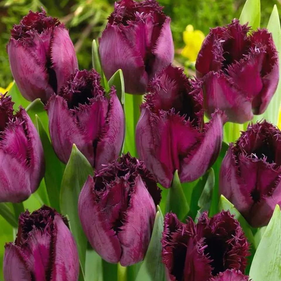 Tulipán Curly Sue