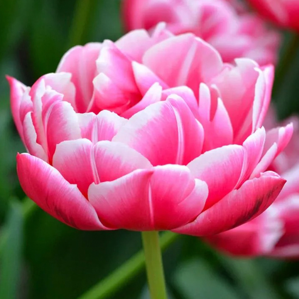 Tulipán Columbus