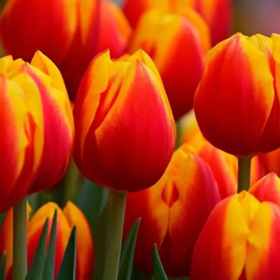 Tulipán Deltaqueen