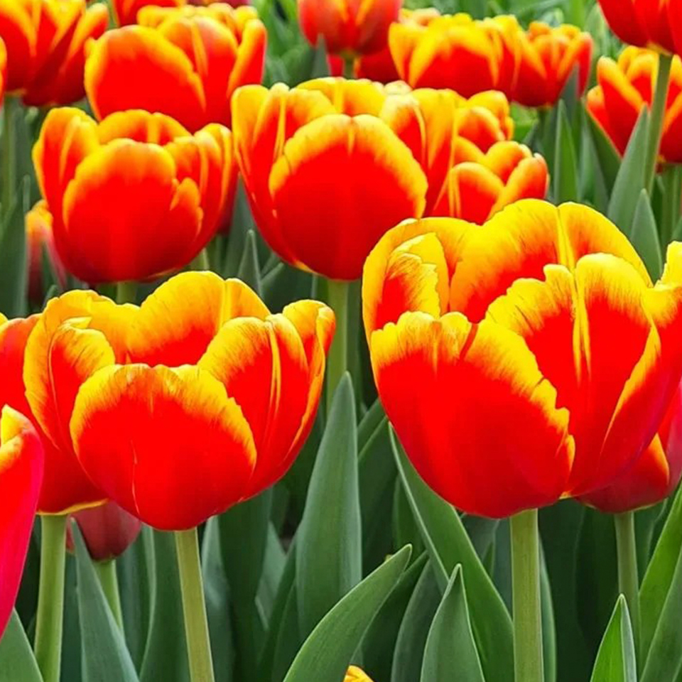 Tulipán Denmark