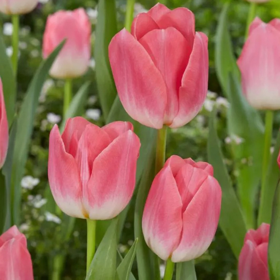 Tulipán Dinasty