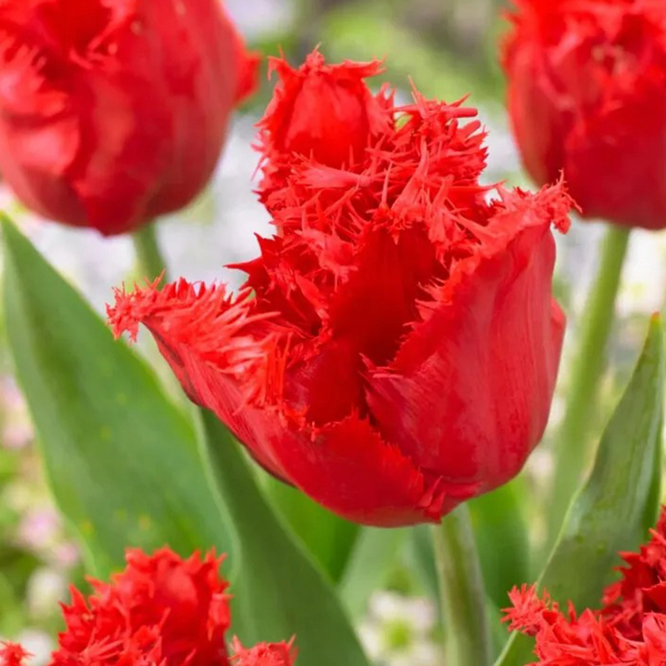 Tulipán Indiana