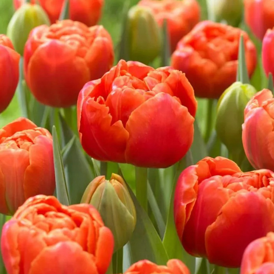 Tulipán Icoon