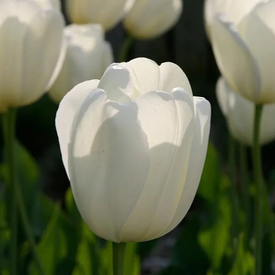 Tulipán Lanka