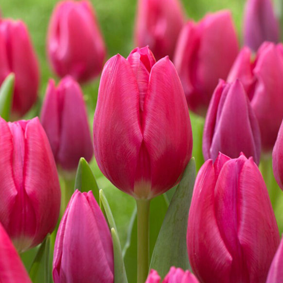Tulipán Pink Ardour