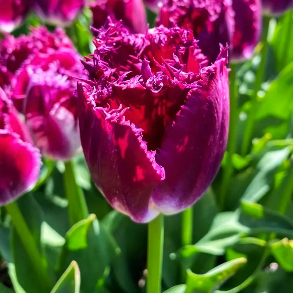 Tulipán Purple Crystal