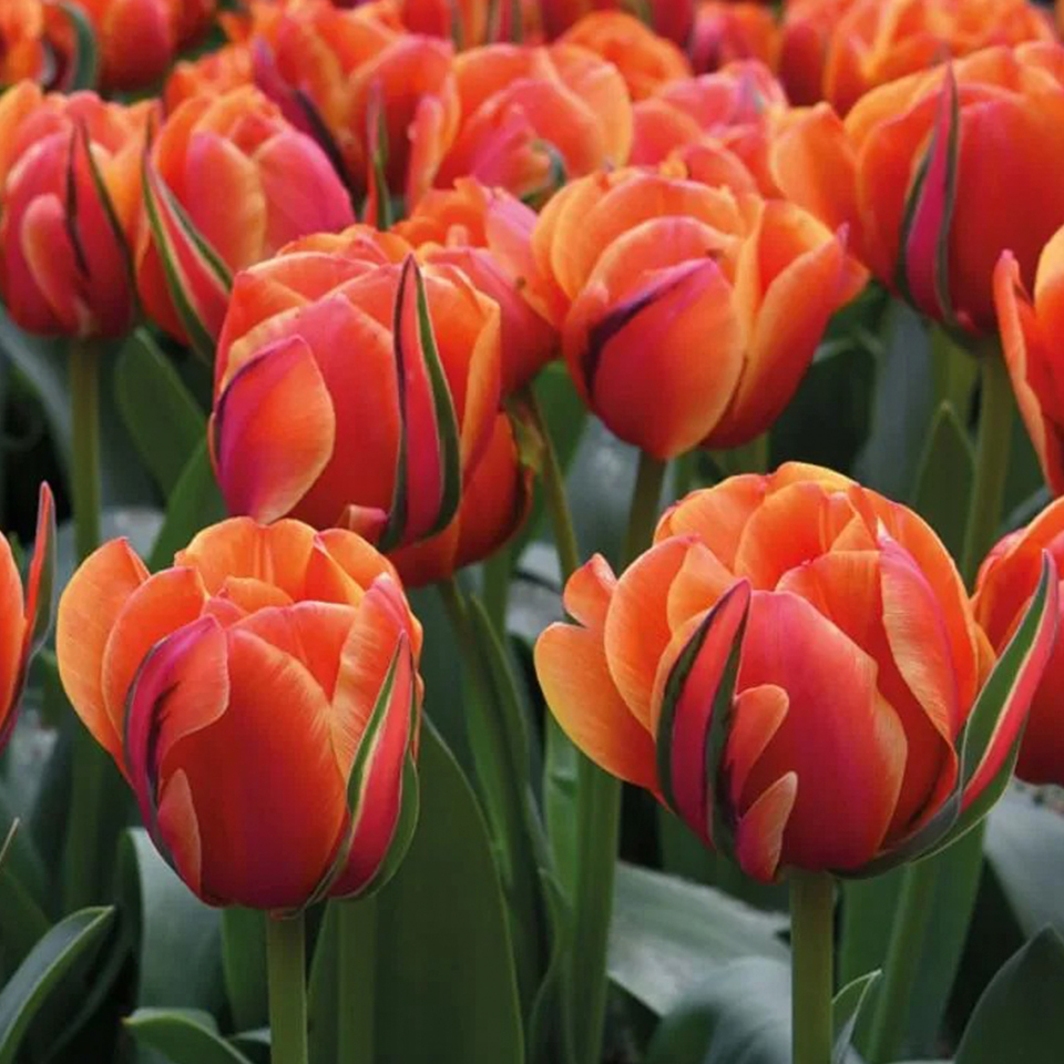 Tulipán Queensday