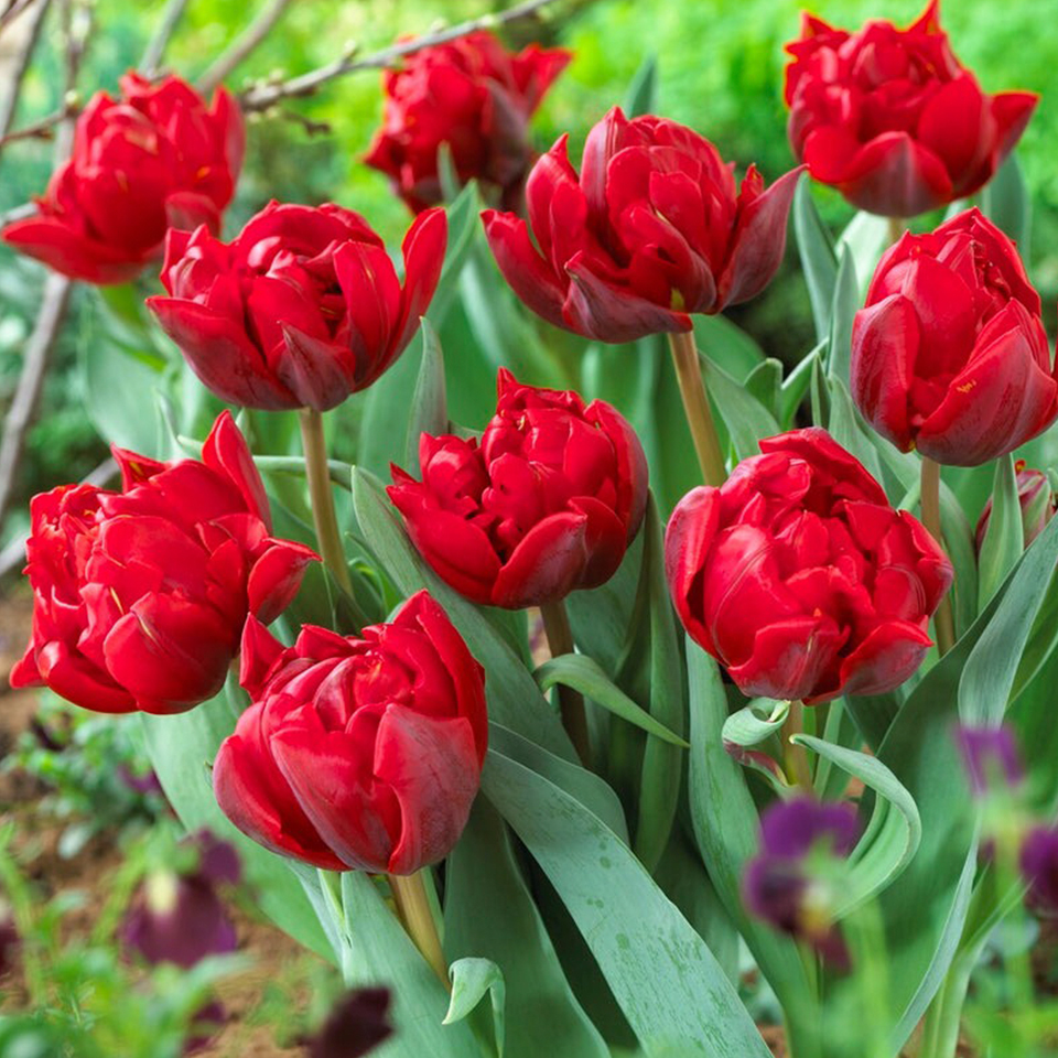 Tulipán Red Princess