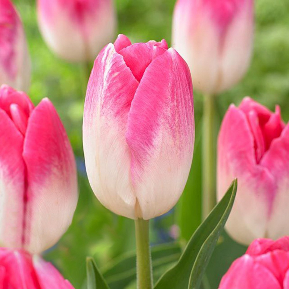 Tulipán Sinfonie