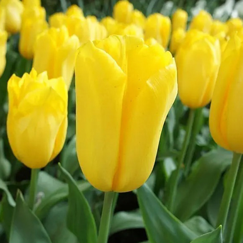 Tulipán Strong Gold