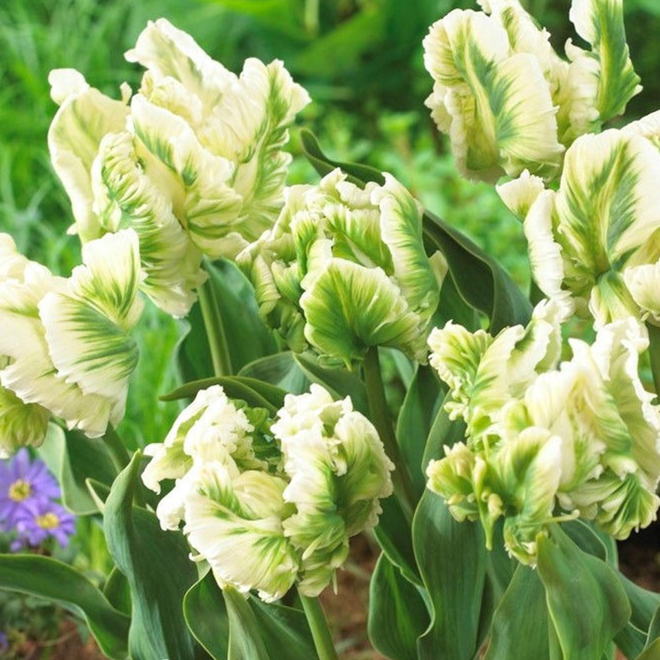 Tulipán Super Parrot