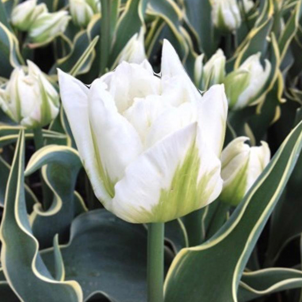 Tulipán The Edge