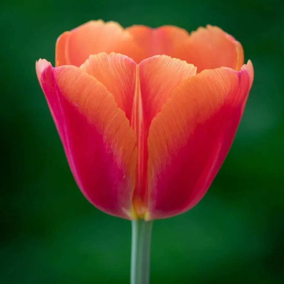 Tulipán Time Out
