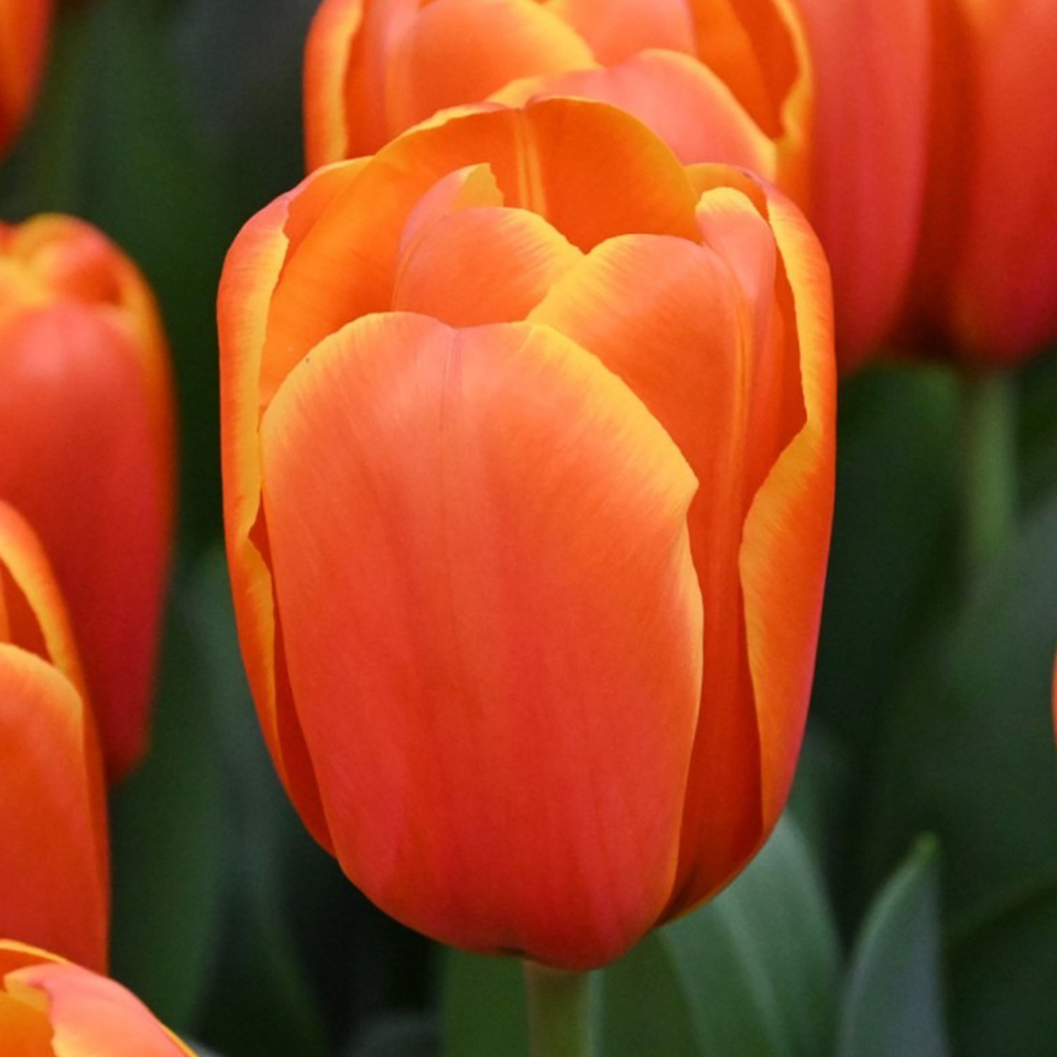Tulipán Triple A