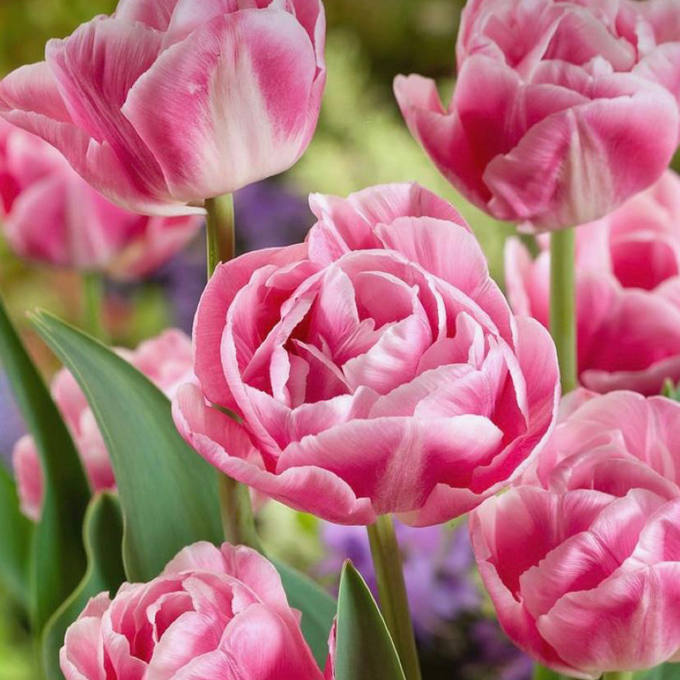 Tulipán Vogue