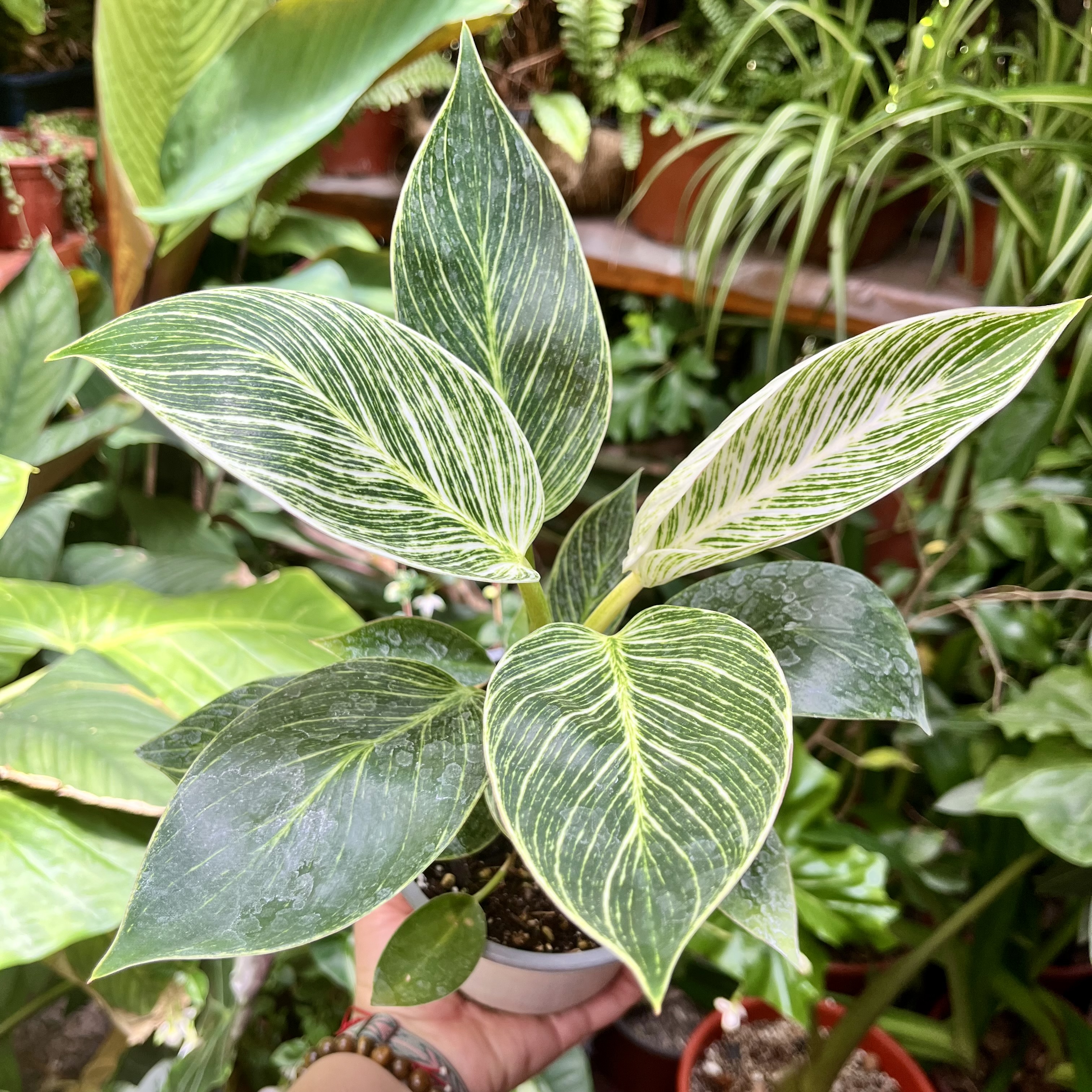 Philodendron Birkin