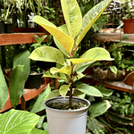Ficus Shivereana