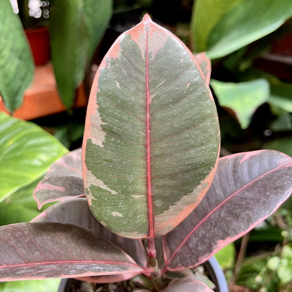 Ficus Ruby
