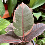 Ficus Ruby
