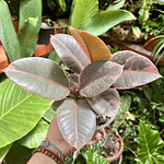 Ficus Ruby