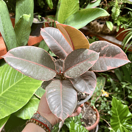 Ficus Ruby