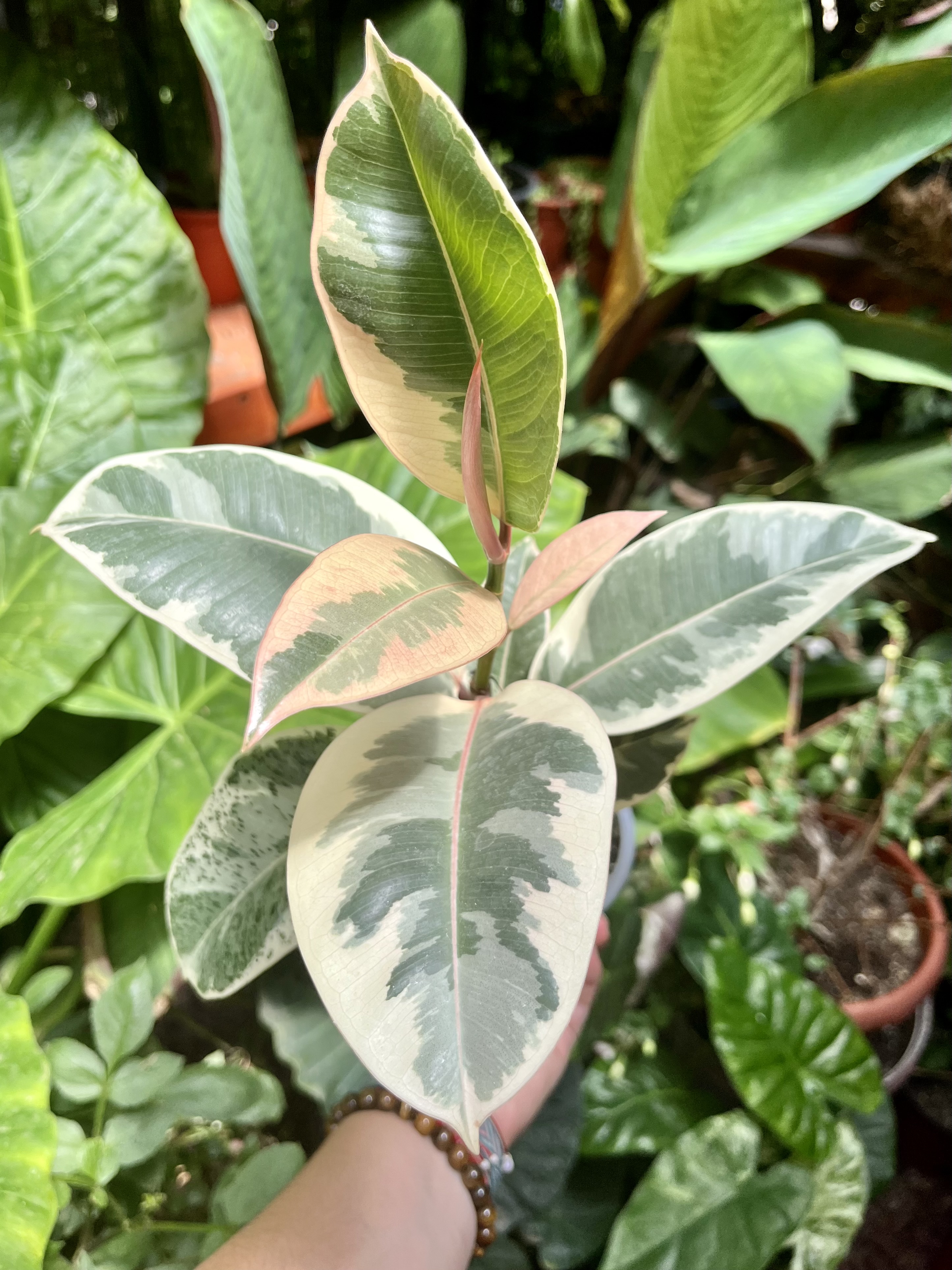 Ficus Tineke