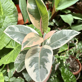 Ficus Tineke
