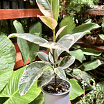 Ficus Tineke