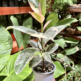 Ficus Tineke
