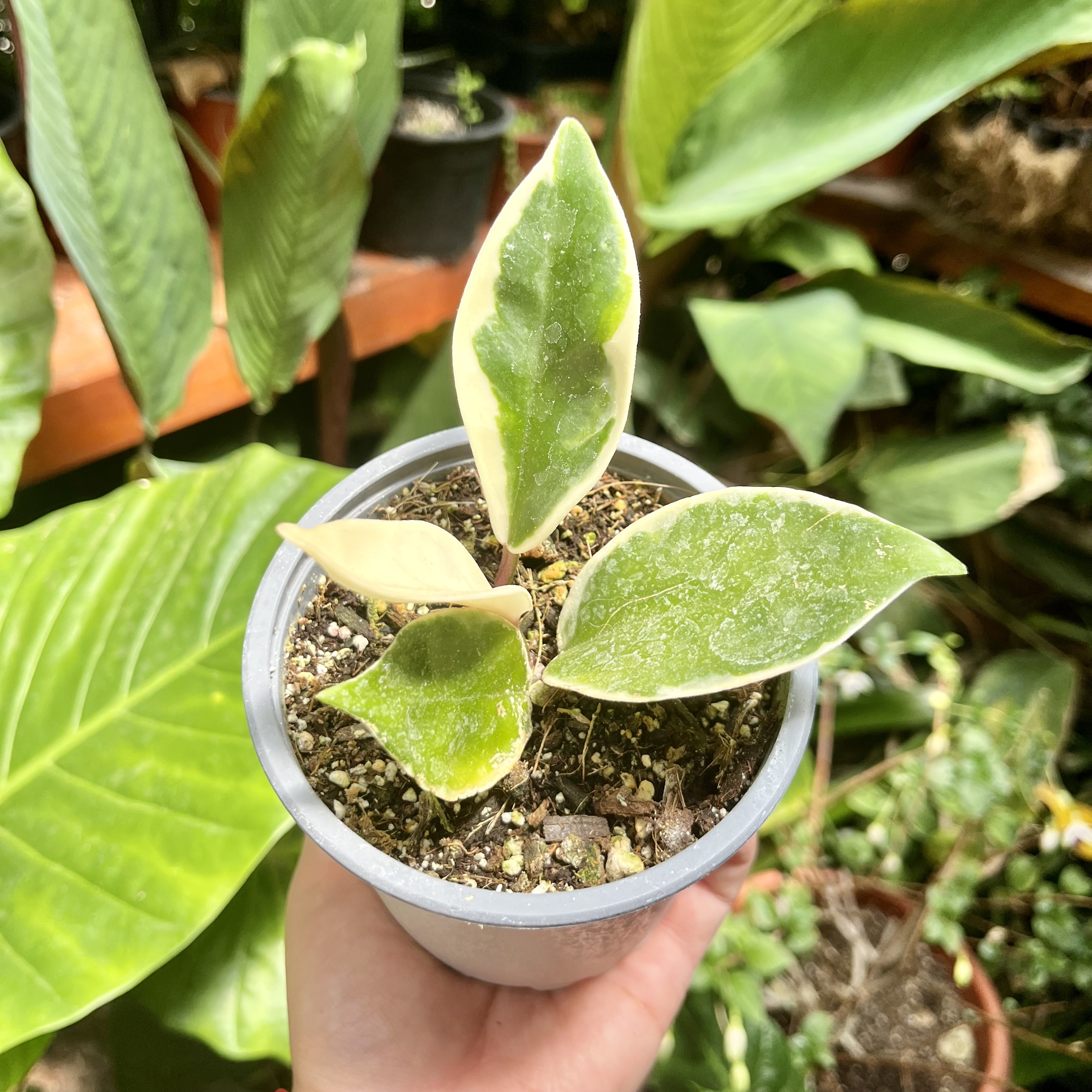 Hoya Krimson Queen Clepia